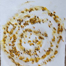 Blütenpollen 18